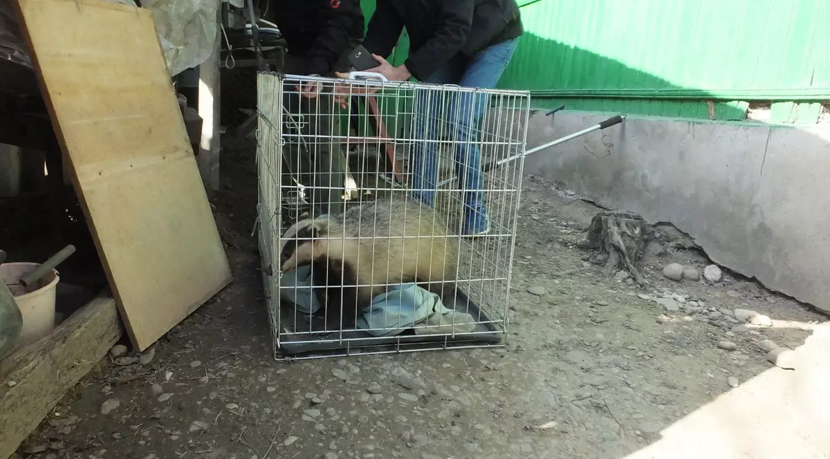 Caz real: Apel la 112 pentru salvarea unui bursuc prins sub un butoi de vin