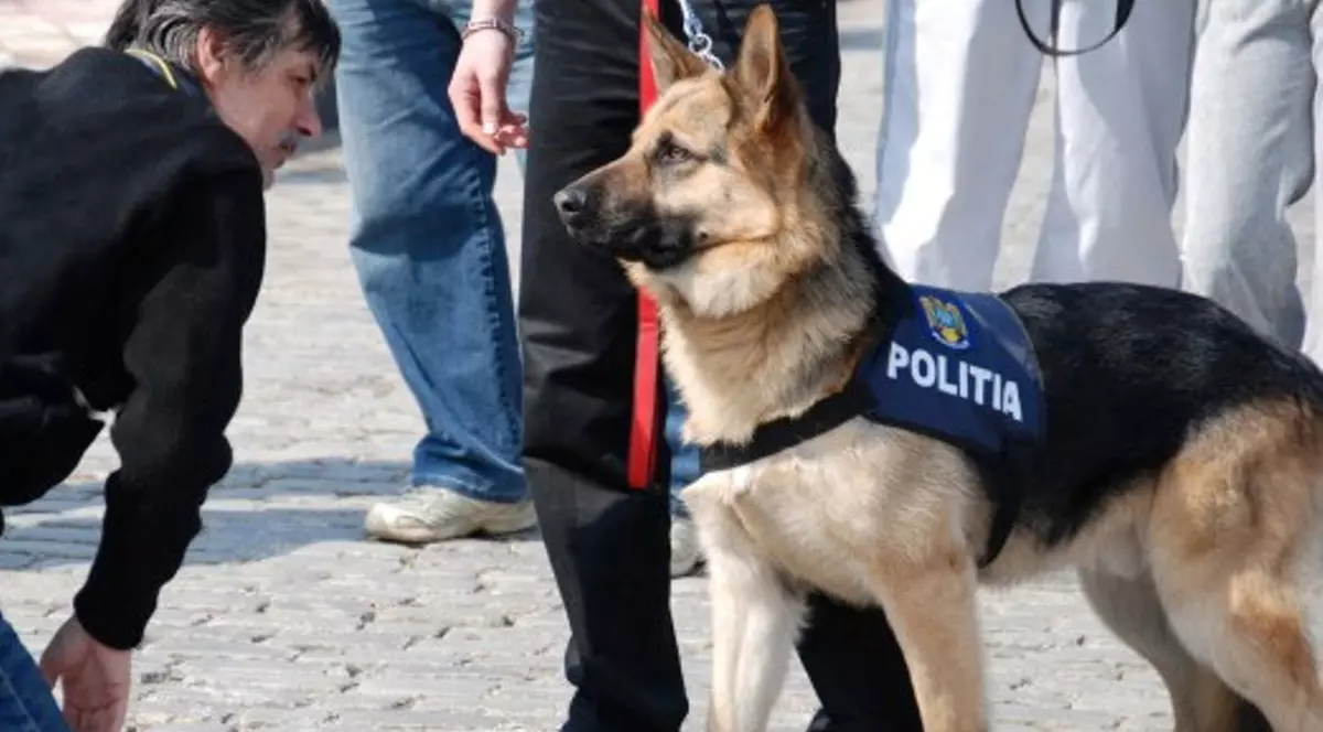 Pentru că nu mai are oameni, Poliția Sălaj scoate la patrulare câinii polițiști
