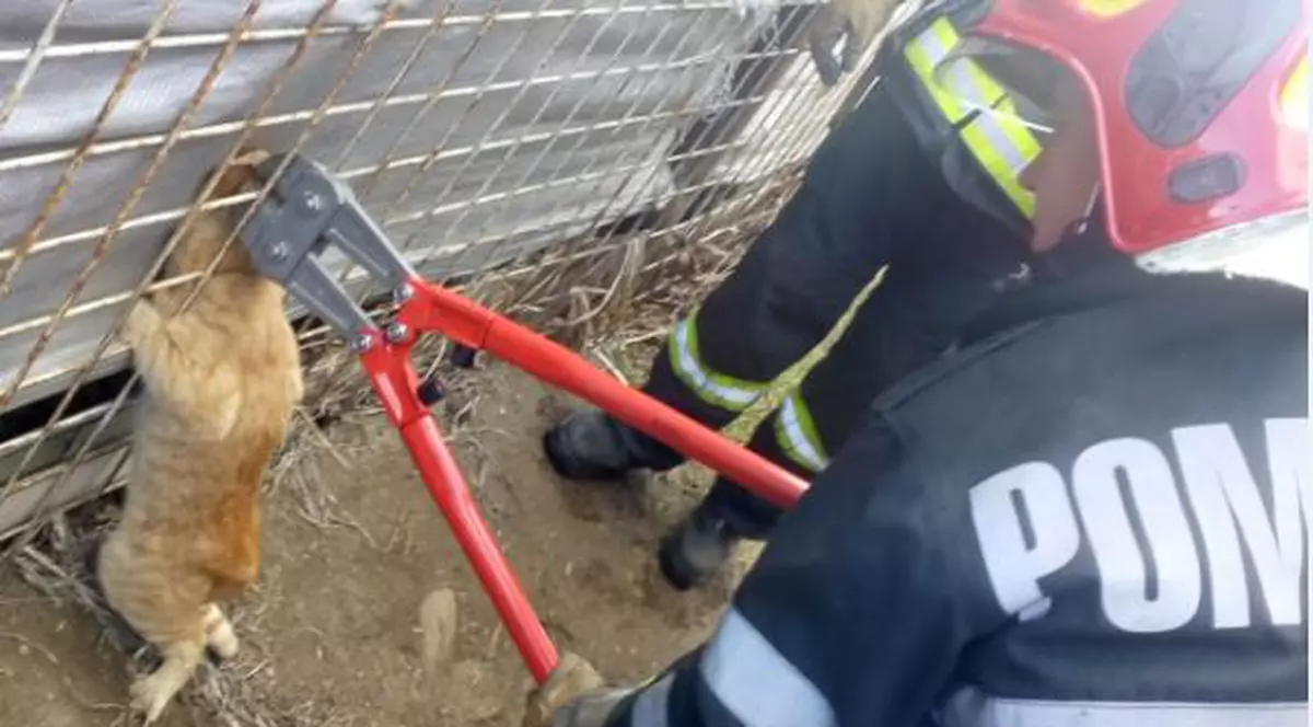 Pompierii din Bârlad, chemați să salveze o pisică. Ce a pățit felina