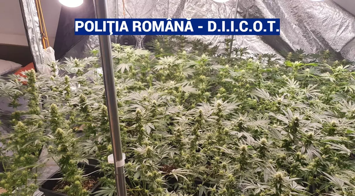 Culturi de canabis, descoperite în comuna Găneasa din județul Ilfov