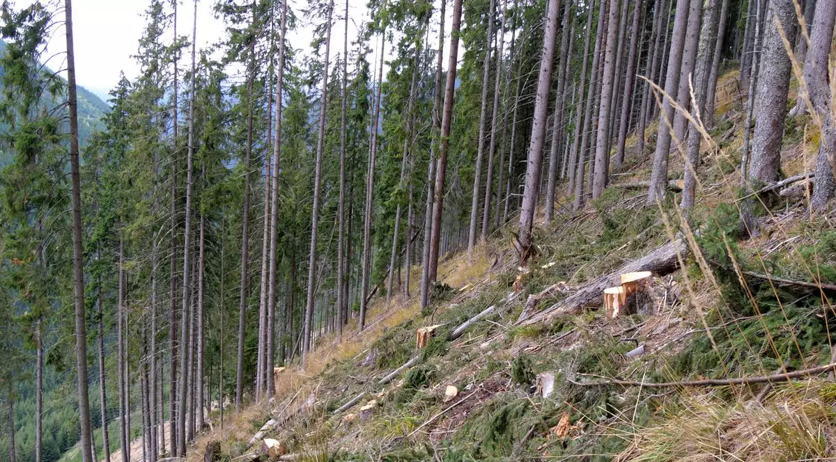 VIDEO Comisia Europeană, avertisment dur pentru România: o lună pentru a pune capăt tăierilor ilegale de păduri