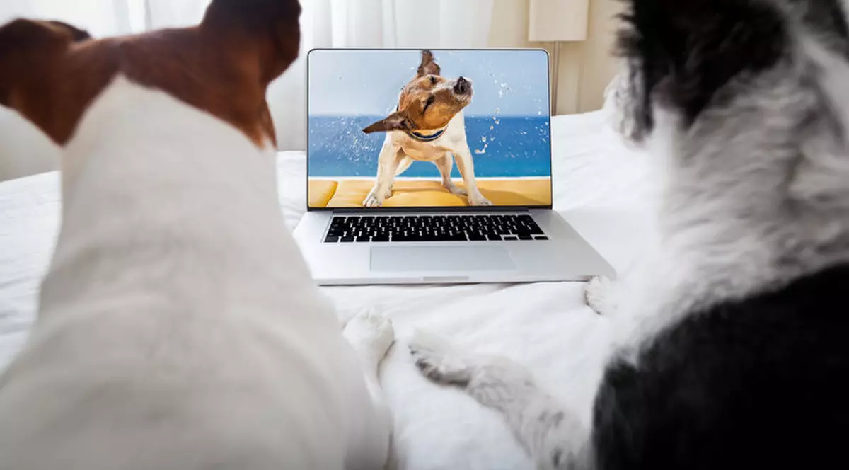 Filme cu animale vorbitoare