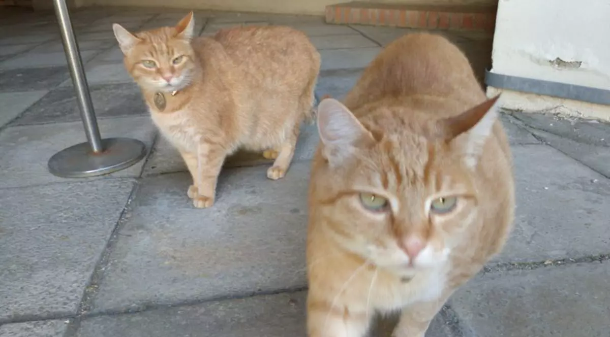 Ei sunt Antonello și Donatello, motanii mascotă ai Muzeului Brukenthal