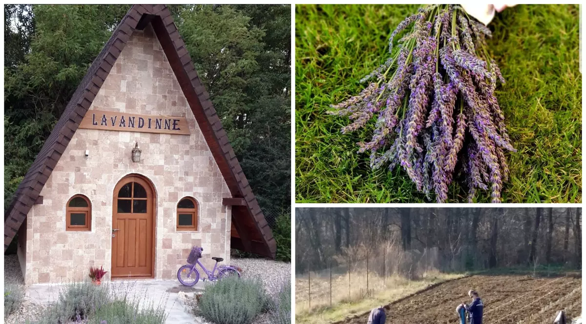 O afacere mov și căsuţa din poveşti plină cu visuri. Cum a transformat o tânără din Târgu Jiu o tufă de lavandă într-un business de succes