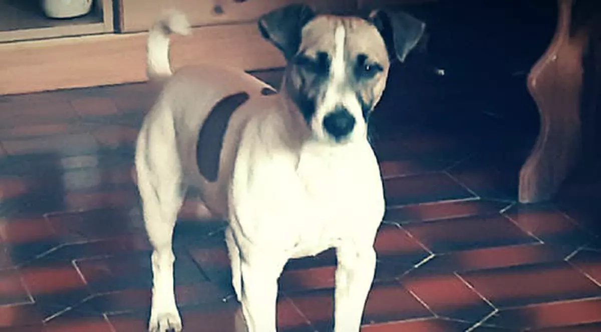 O companie aeriană ar putea plăti despăgubiri unui câine după ce zborul său a fost anulat