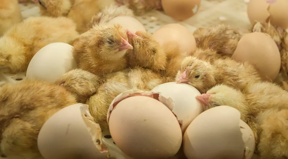 Franța interzice uciderea de vii a milioane de pui de găină