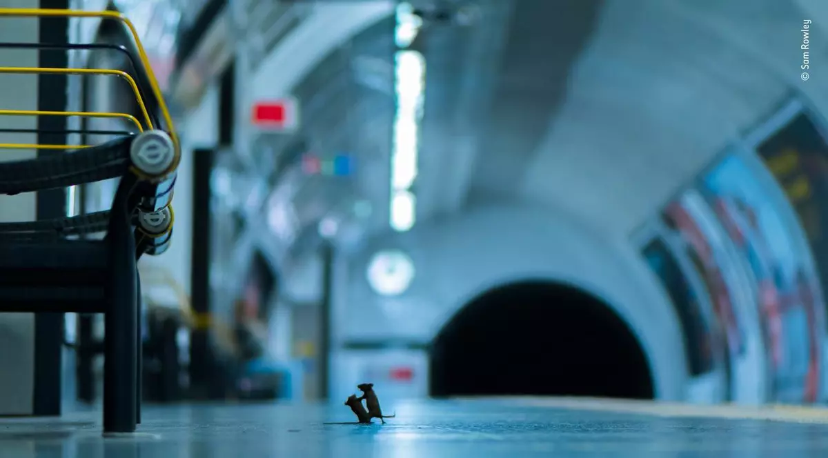 Doi șoareci care se luptă pentru o firmitură la metrou este imaginea anului în Marea Britanie. Cum a fost făcută fotografia
