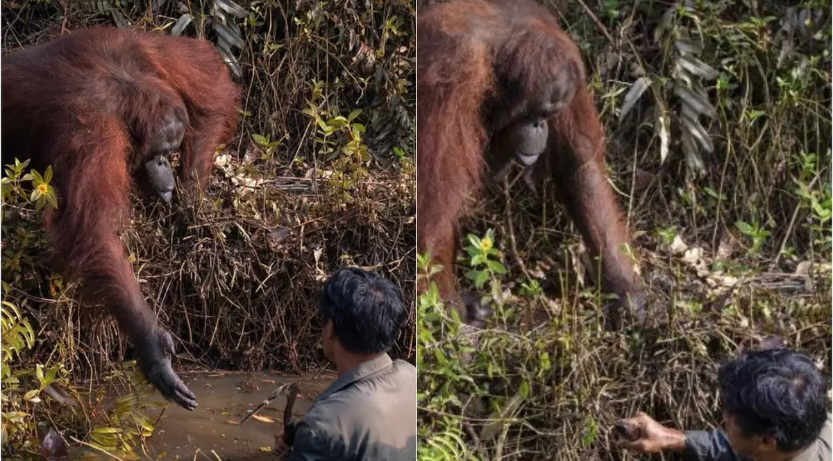 Fotografie uluitoare | Momentul în care un urangutan îi întinde mâna unui bărbat, încercând să-l ajute