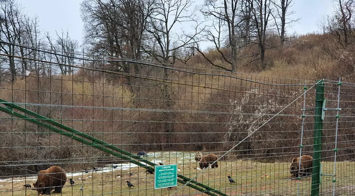 Ministrul Mediului anunţă construcţia unui nou sanctuar pentru urşi în Braşov cu bani europeni