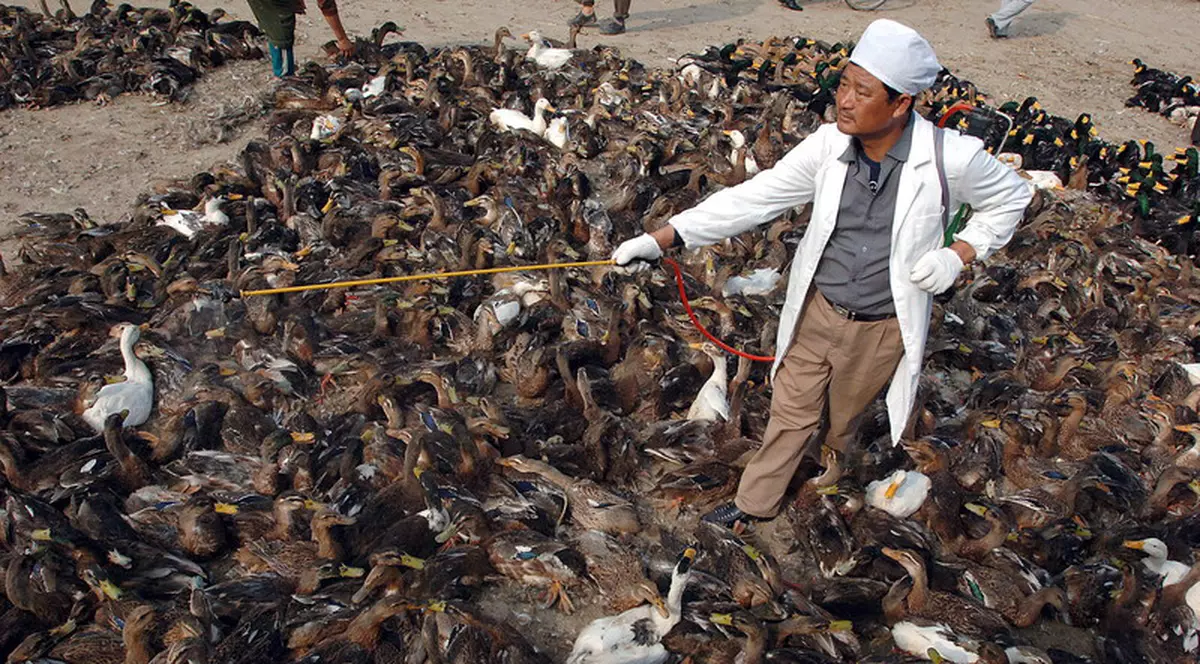 China trimite în Pakistan o armată de 100.000 de rațe să lupte împotriva invaziei de lăcuste