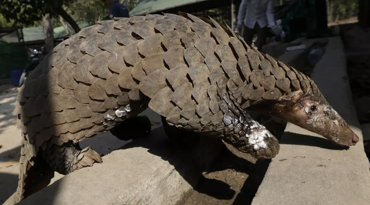 Cercetătorii chinezi au descoperit că pangolinii, o specie pe cale de disparitie, au transmis coronavirusul la om. Foto: EPA