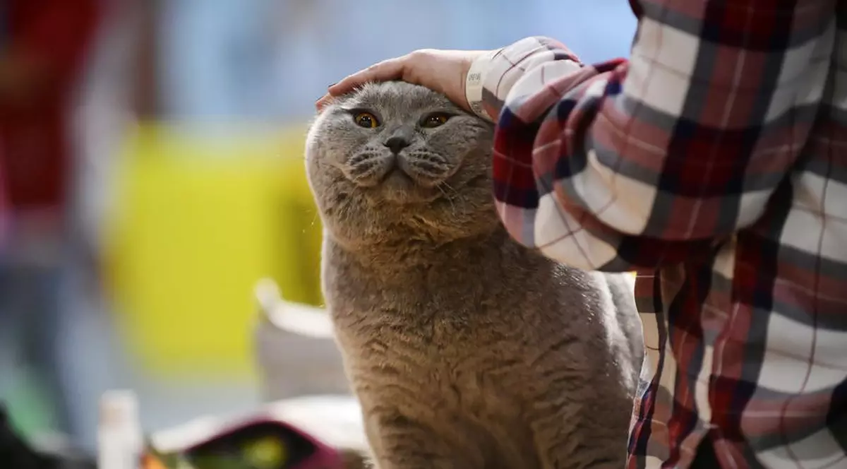 Prima pisică din Franța depistată cu coronavirus. Recomandările veterinarilor
