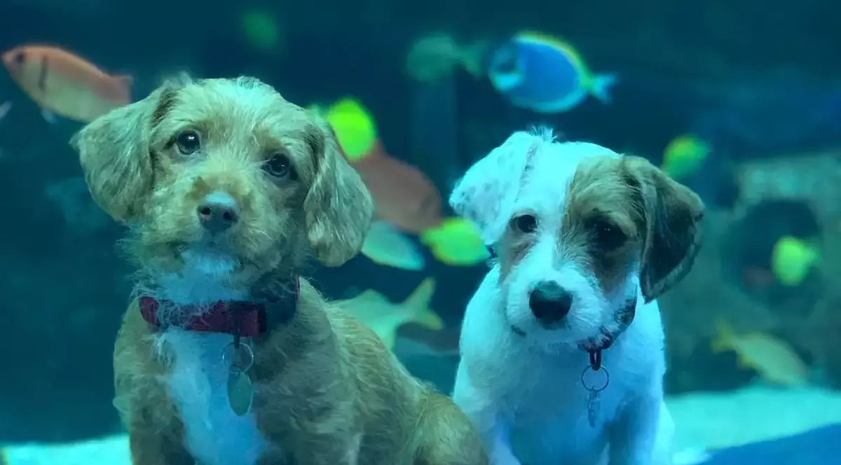 Cățeluși la plimbare prin Georgia Aquarium