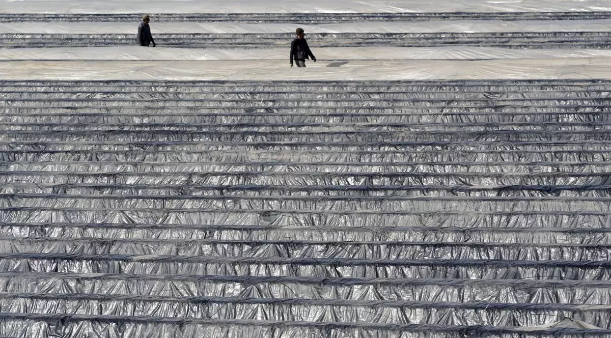 O fermă din Germania la care munceau 150 de sezonieri români a intrat în insolvenţă. Ce se întâmplă cu muncitorii