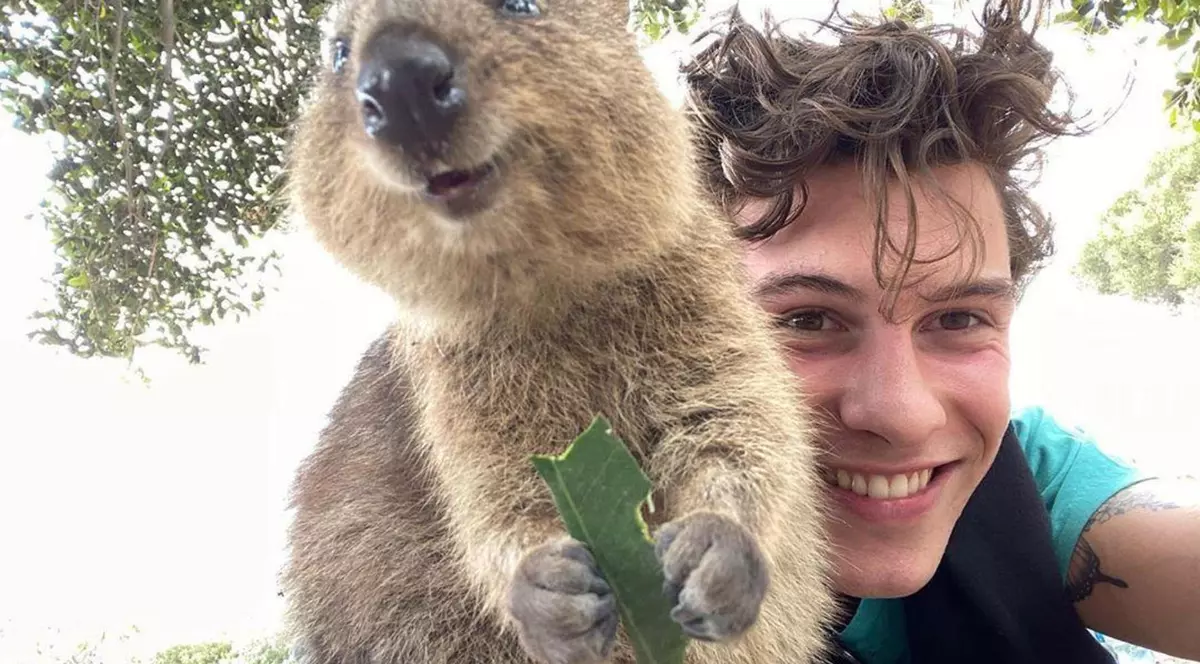 Băgați în carantină cu quokka