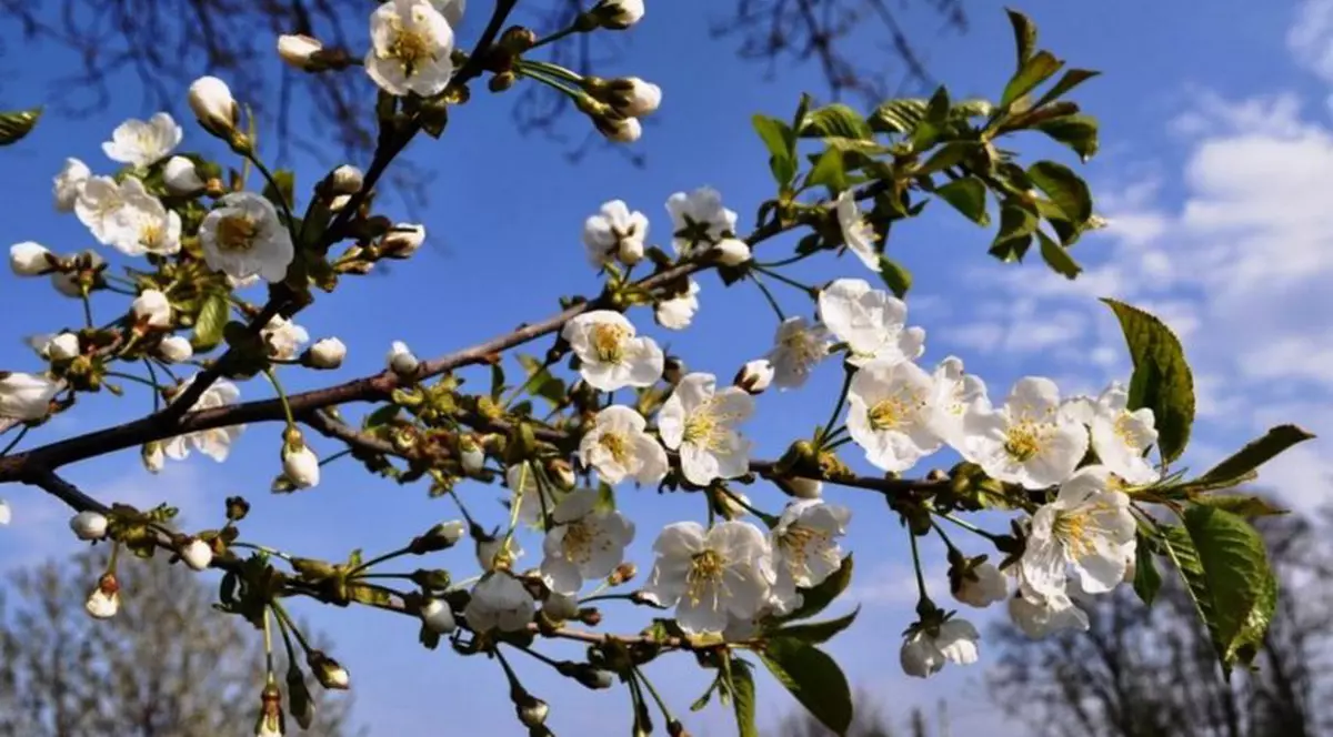 Prognoza meteo 10 mai 2020. Temperaturile vor ajunge până la 30 de grade