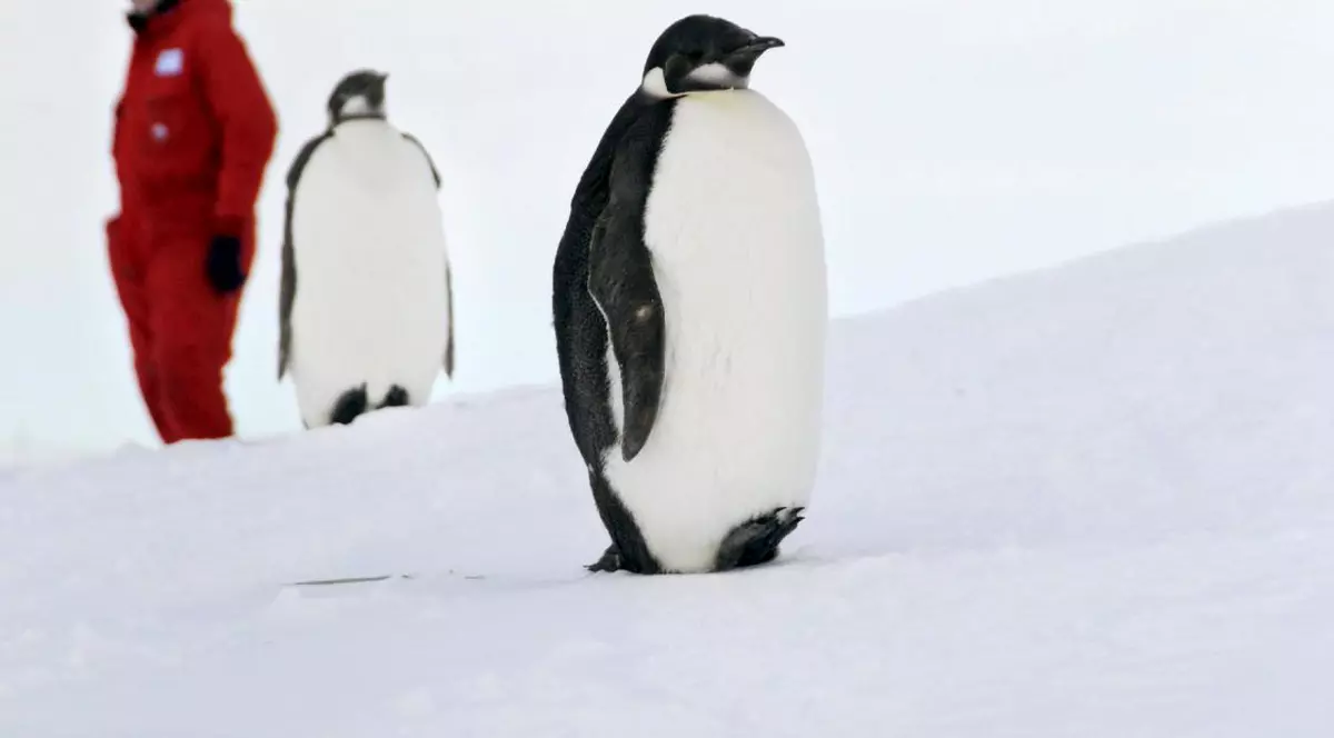 În carantină cu pinguinii. Povestea unui echipaj care s-a întors din Antarctica și a găsit toate granițele închise