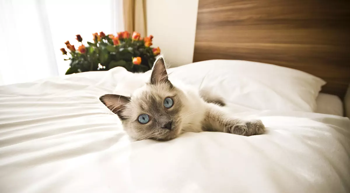 Hotel gratis pentru pisicile bolnavilor de coronavirus