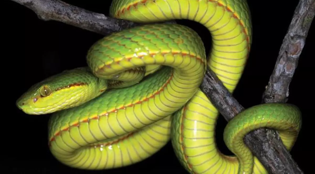 Un tip nou de șarpe a fost denumit „Salazar Slytherin”