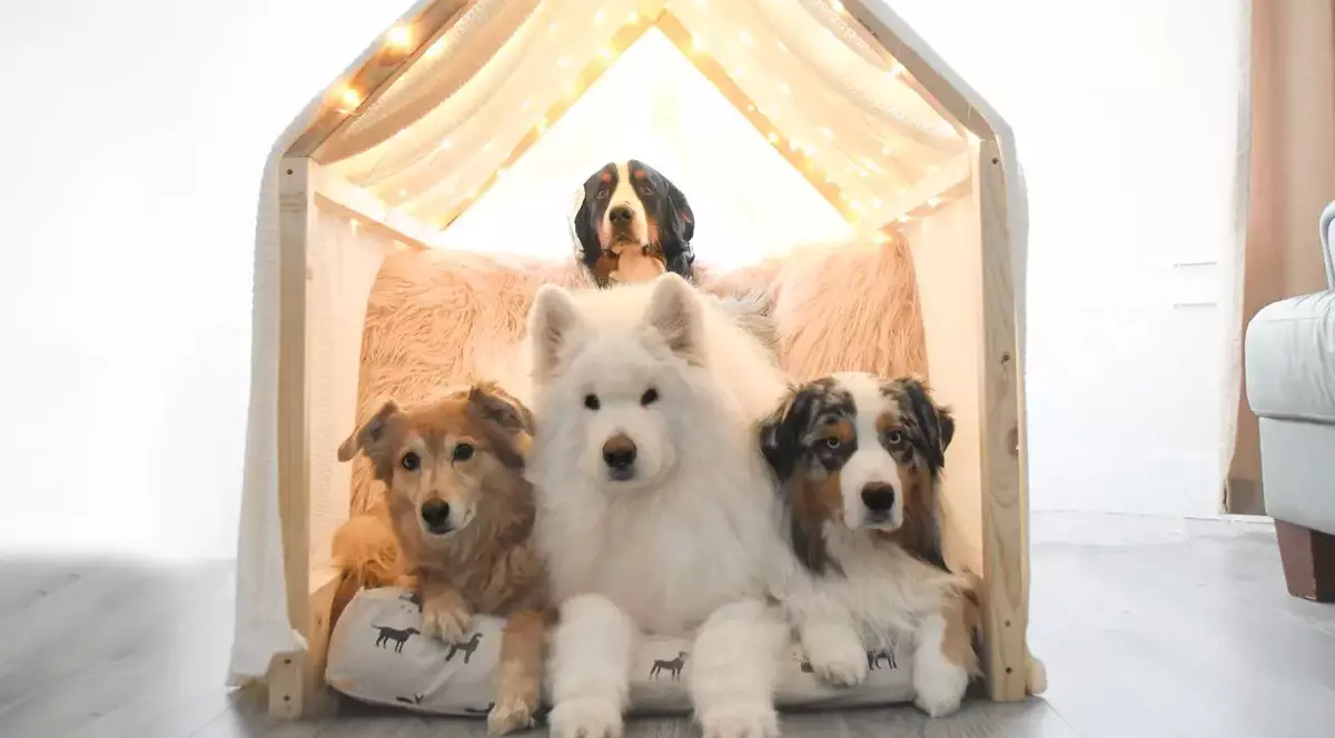 Vedetele Instagramului în carantină. Patru câini din Canada pozează pentru stăpânii lor și adună fani cu zecile de mii