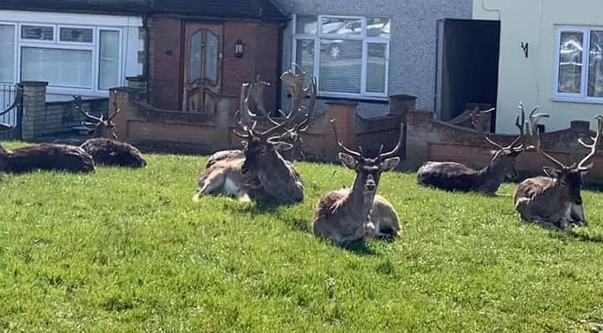 VIDEO | Când oamenii sunt izolați în case, animalele pun stăpânire pe orașe. Mieii se dau în leagăne, iar aligatorii ies la plimbare pe trotuare