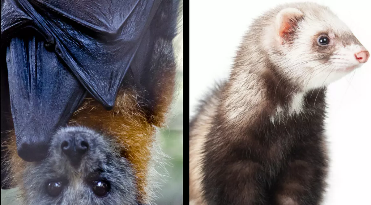 Ce animale se pot infecta cu noul coronavirus. Dihorii ar putea fi folosiți la testarea vaccinurilor şi a medicamentelor antivirale