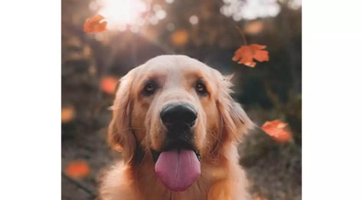 (Publicitate) Îngrijirea urechilor la câini﻿