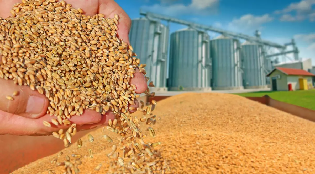 Analiza Bloomberg: Stocurile mondiale de grâu ar urma să ajungă la un nivel-record în acest an. “Nu trebuie să fim îngrijoraţi”