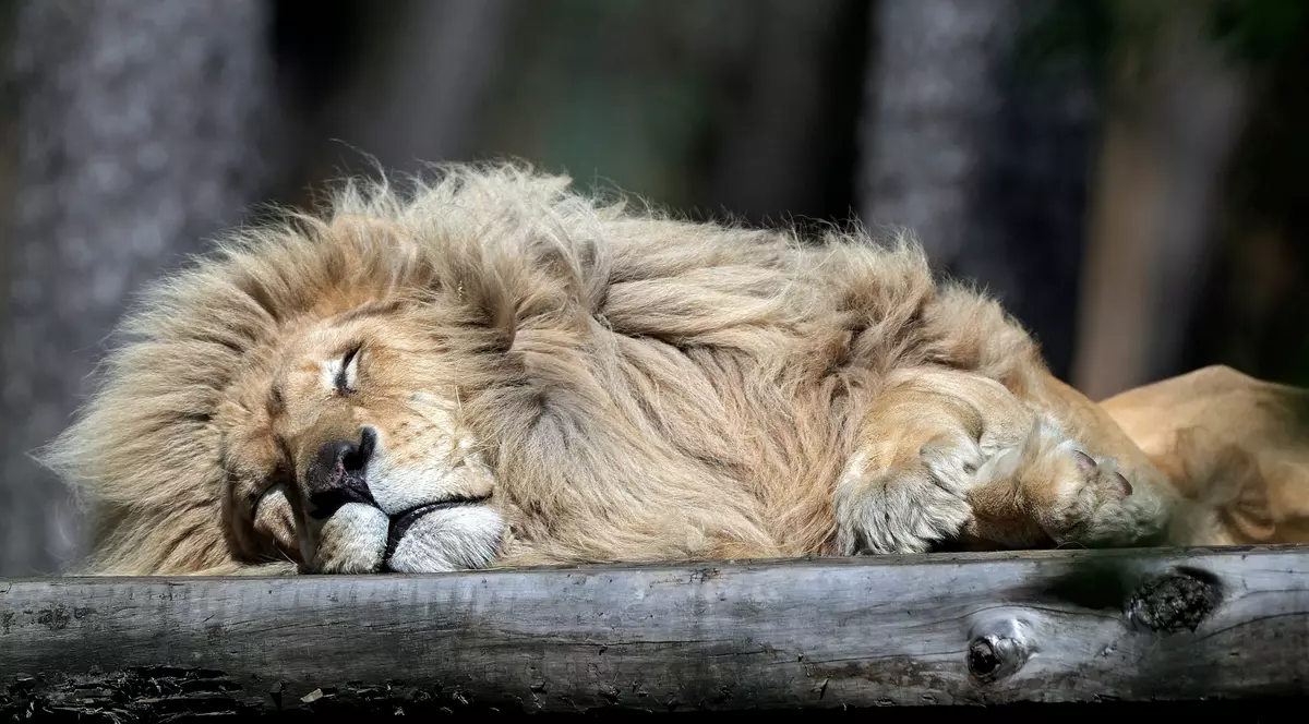 Alte șapte feline mari de la grăzina zoologică din Bronx au fost testate pozitiv cu noul tip de coronavirus