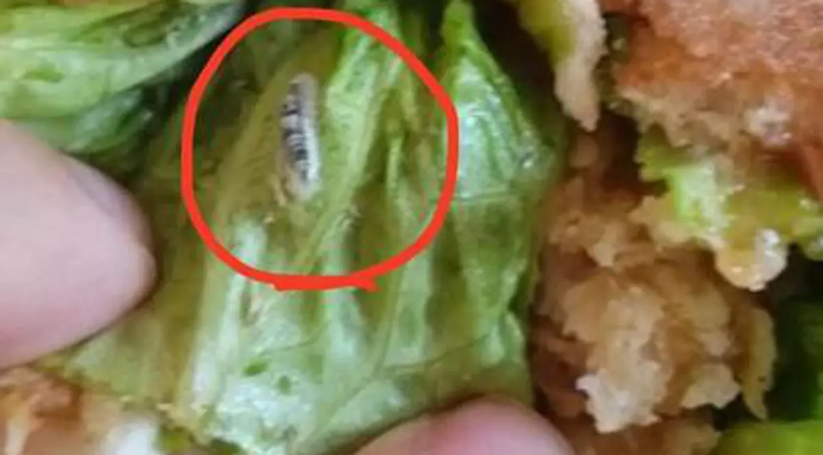 Video  | Meniu în timpul pandemiei. Mâncare cu gândaci și viermi, servită oamenilor din centrul de carantină din Iași