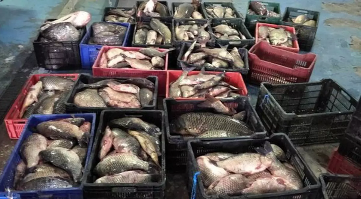 Braconierii, la muncă și în pandemie. Au capturat aproape o tonă de pește din Delta Dunării