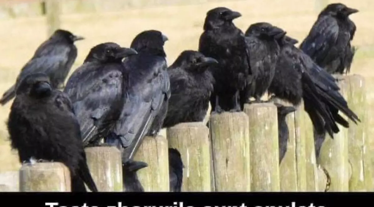 Vladimir Tismăneanu: un rasist chiulangiu. Cum a ajuns un profesor român din SUA să posteze fotografii cu „ciorile de la Țăndărei”