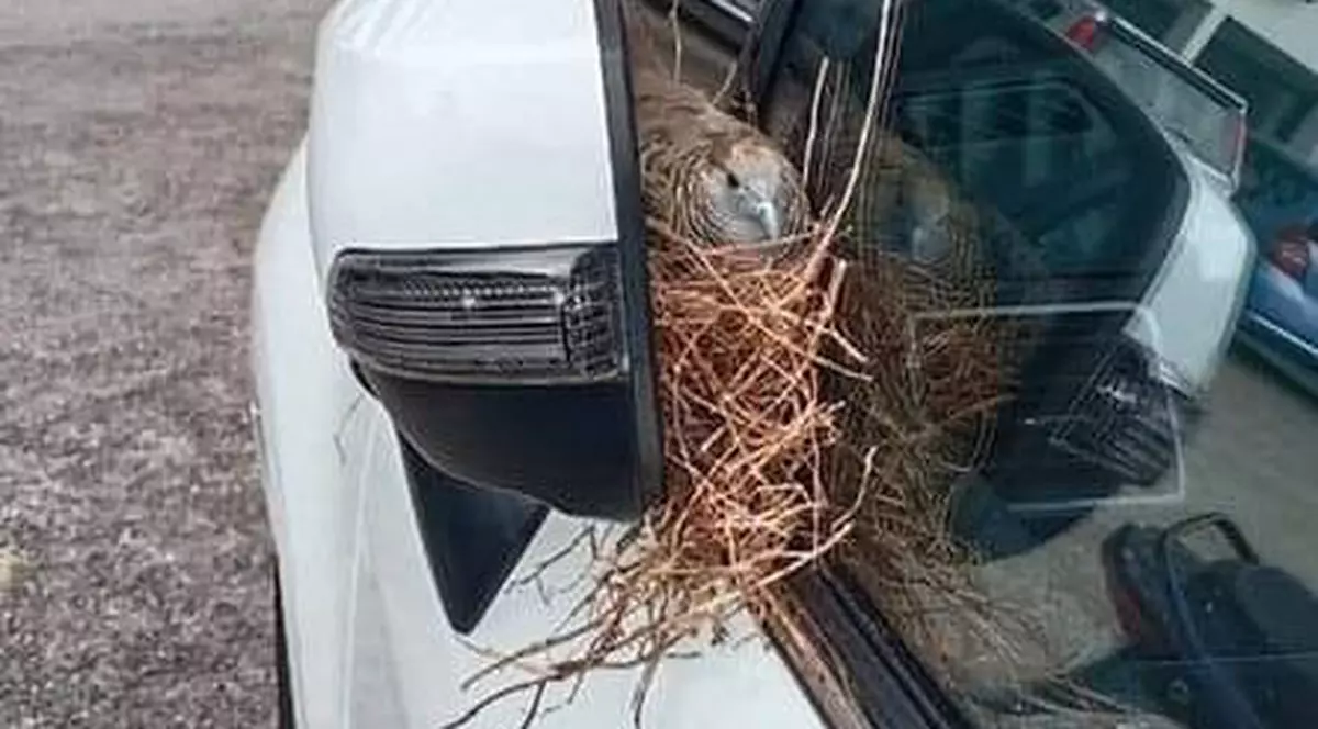 POZA ZILEI | Locul inedit în care o pasăre și-a făcut cuib