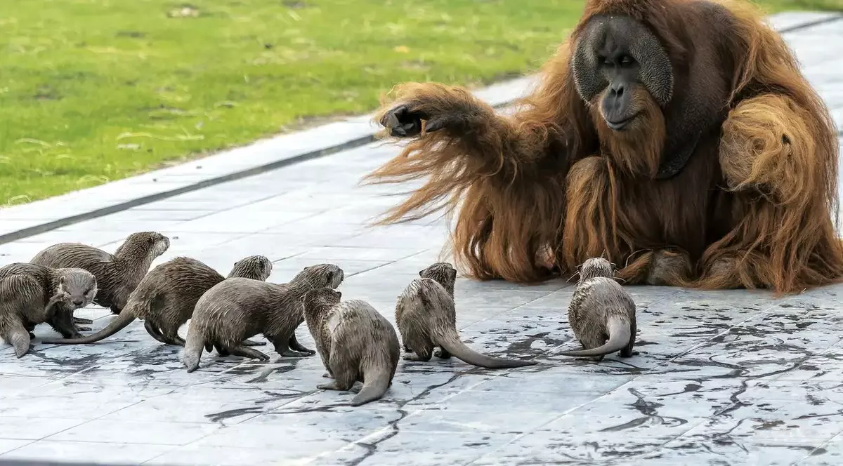 Prietenie între urangutani și vidre la o grădină zoologică