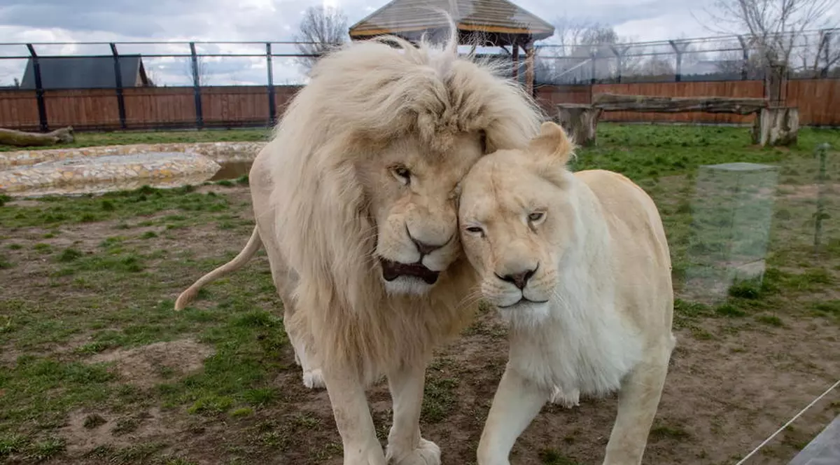 Animalele de la o grădină zoologică din Germania ar putea deveni hrană pentru celelalte animale din parc