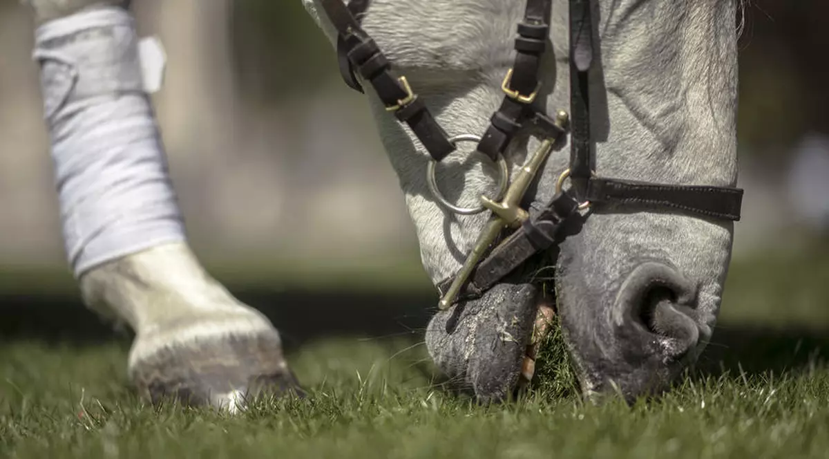 Un cal furat în Suceava a ajuns înapoi la proprietar pentru că avea obiceiul să muște