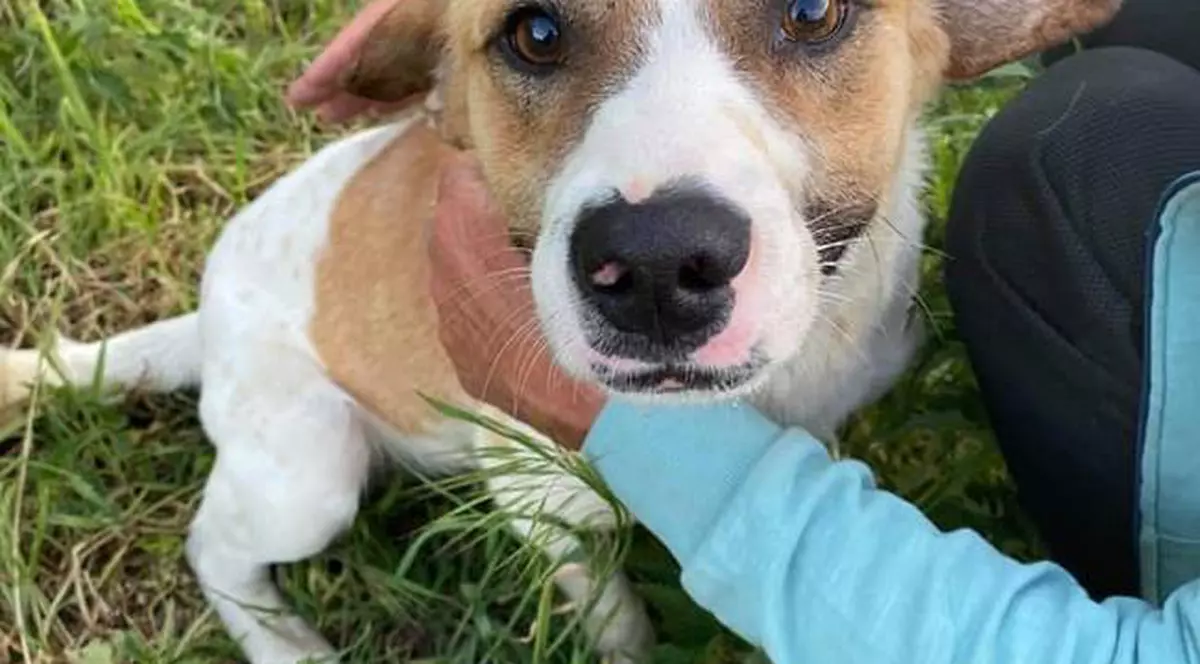 Anchetă într-o localitate din Timiș după ce mai multe animale au fost otrăvite