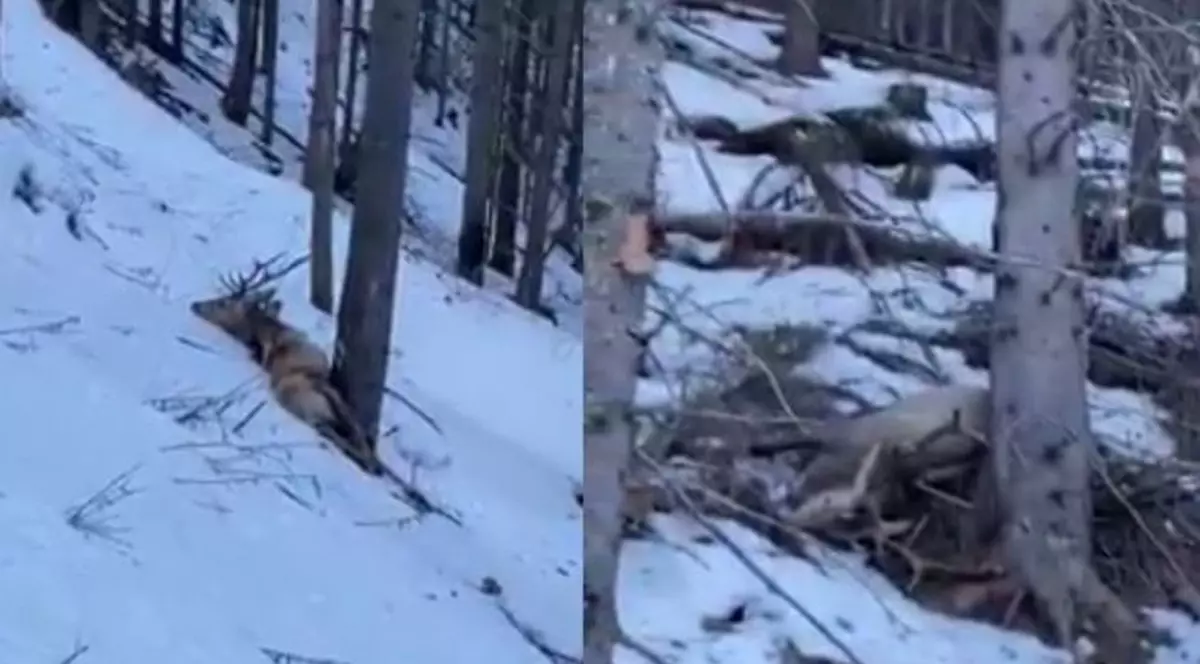 VIDEO  | Imagini revoltătoare în Suceava. Doi cerbi, împușcați de braconieri. Vânătorii, căutați de poliție