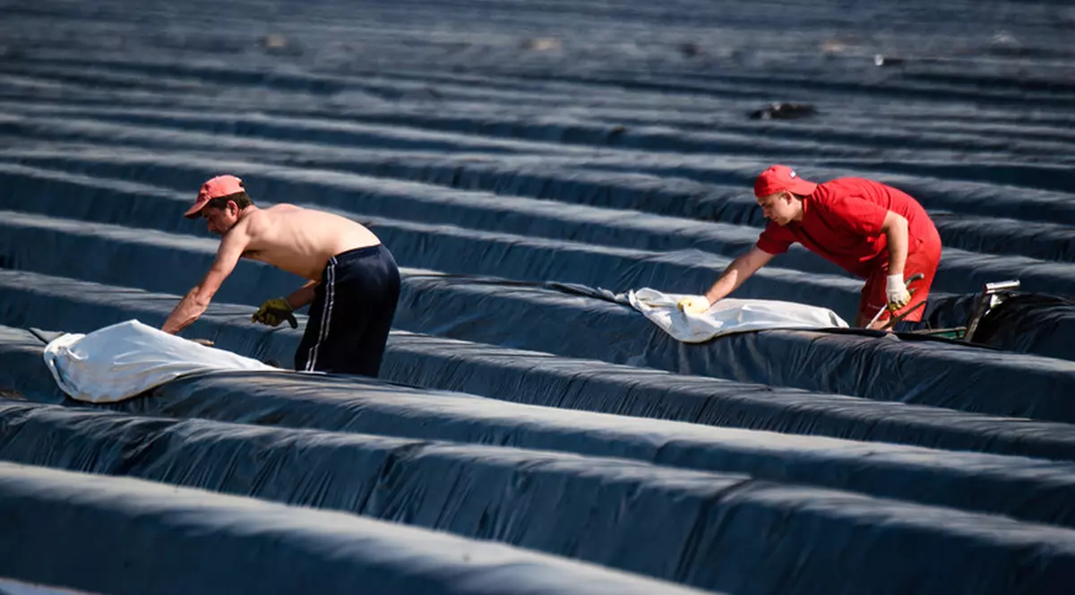 Răscoală la o fermă din Germania. Sute de români susțin că sunt tratați ca niște sclavi