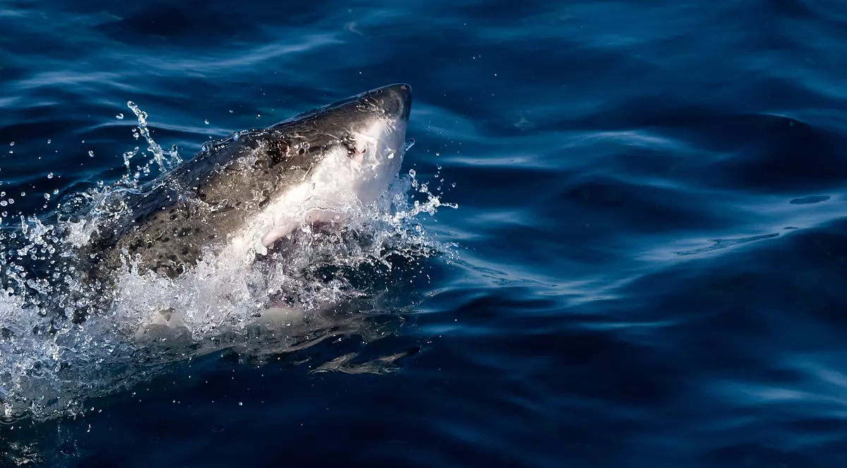 Copil de 12 ani din Ucraina, atacat de rechin în stațiunea egipteană Sharm-el-Sheikh, după ce a mers cu mama sa să facă scufundări