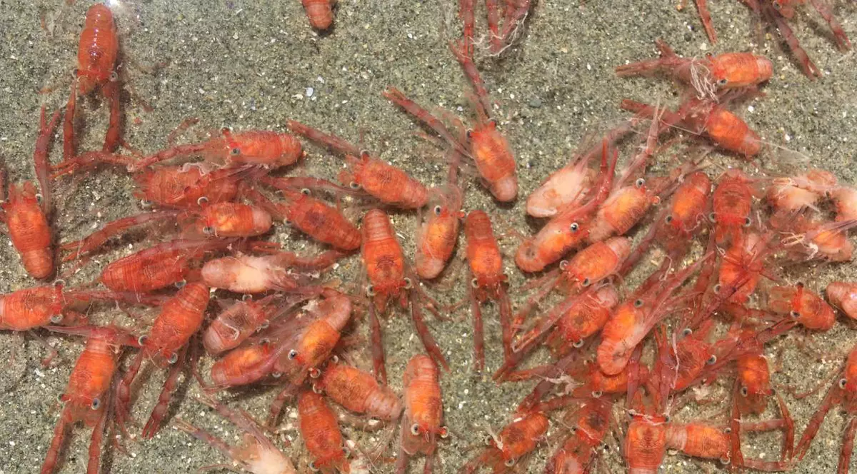Plaje din Noua Zeelandă, înroşite de milioane de homari eşuați