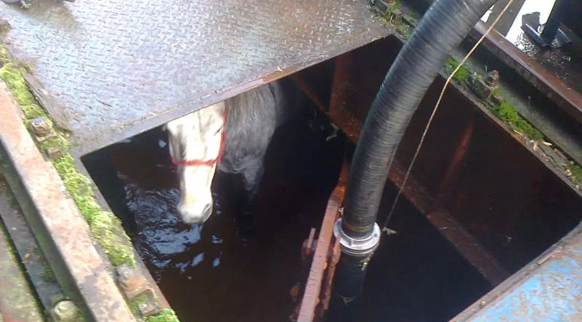 Pompierii au salvat un mânz căzut în fosa septică a unei gospodării