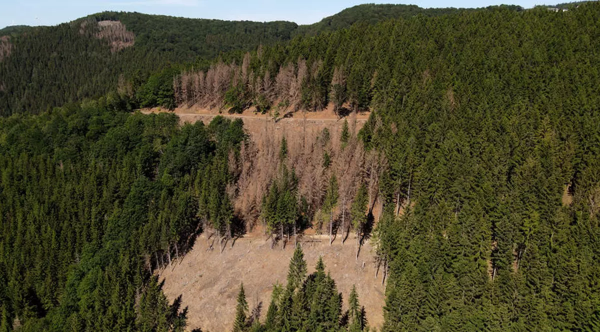 INS: Suprafaţa pădurilor a crescut cu peste 9.000 de hectare anul trecut