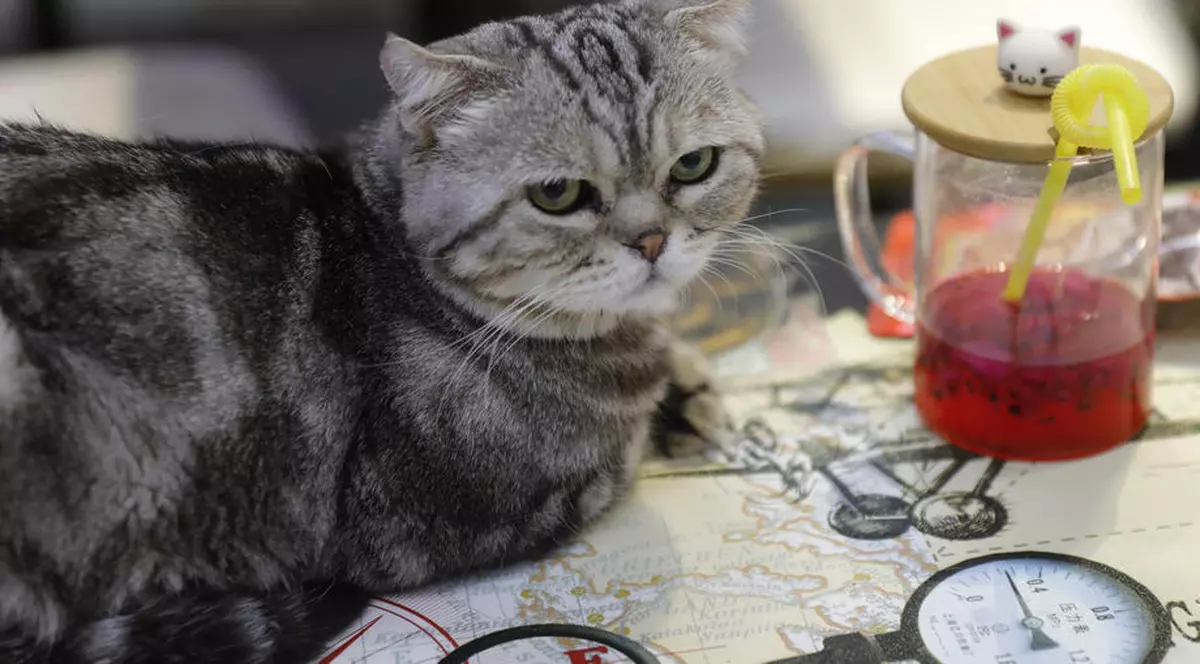 În Australia, pisicile domestice ucid, anual, circa 300 de milioane de animale native