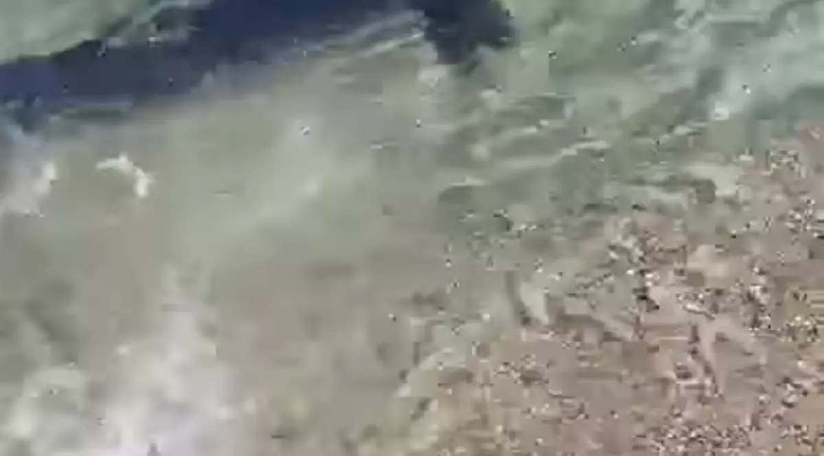 VIDEO | Imagini rare în Italia. Un rechin albastru a fost filmat în timp ce înota în apropierea țărmului