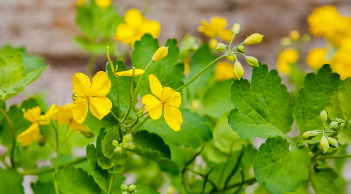 Rostopască - cum se folosește și ce beneficii are iarba de negi