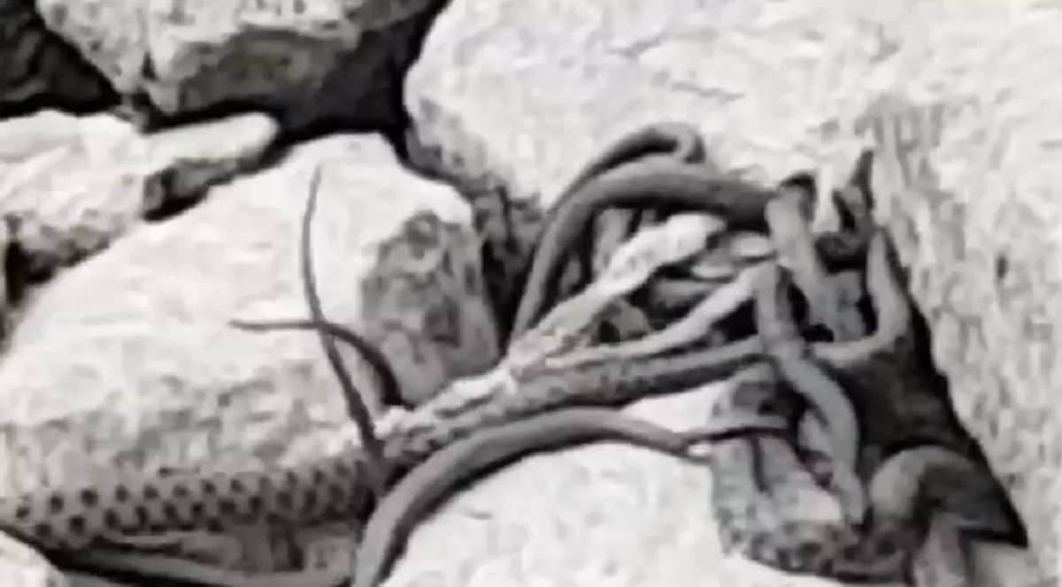 VIDEO | Imagini uluitoare surprinse la Timișoara. Malul râului Bega a fost invadat de șerpi