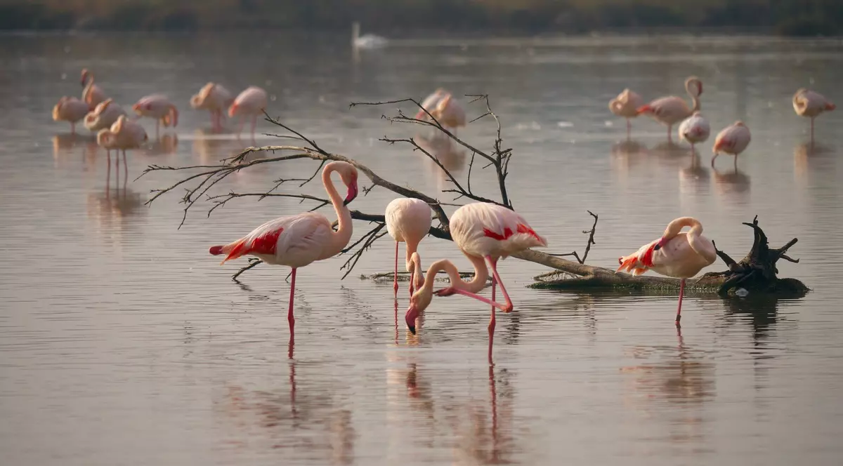 VIDEO/Apariție exotică în Delta Dunării. Păsări flamingo roz au poposit în România pentru odihnă și hrană