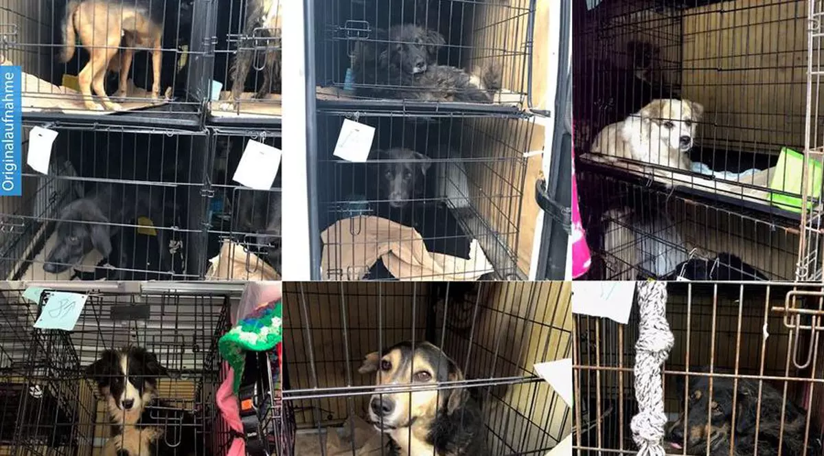 Români, prinși în Germania cu 31 de câini înghesuiți într-o dubă. Animalele erau ținute în condiții groaznice