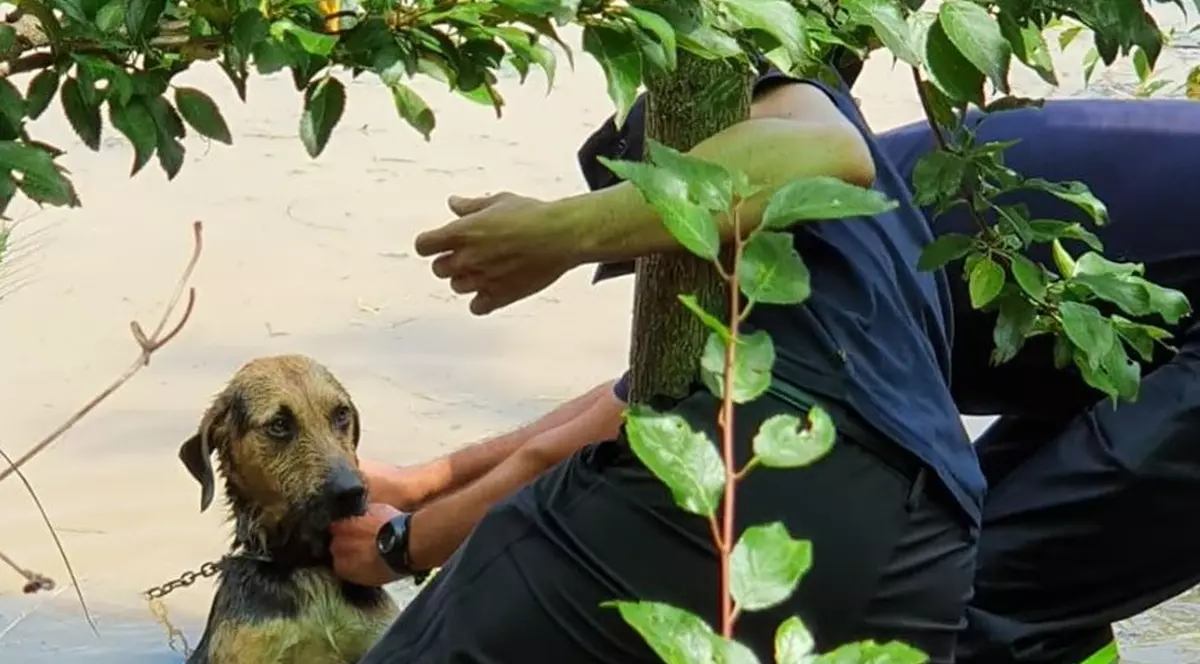 Lunca Timișului „înghițită” de ape. Pompierii au salvat doi câini de furia naturii, pentru unul se caută stăpân